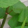 Close up image of Knotweed